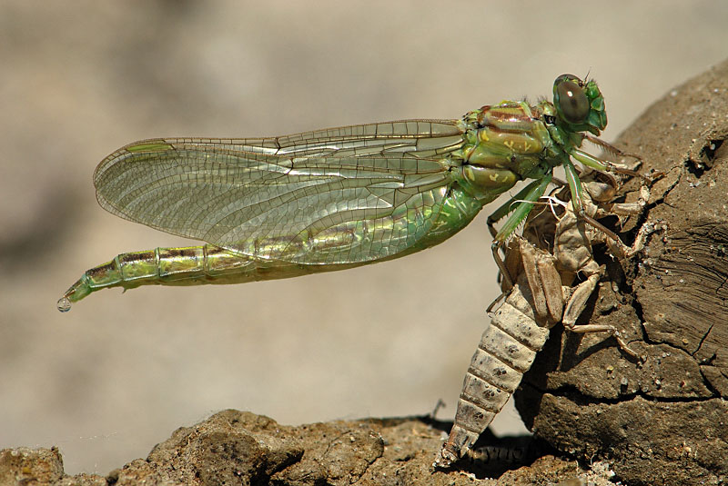 Gomphus flavipes